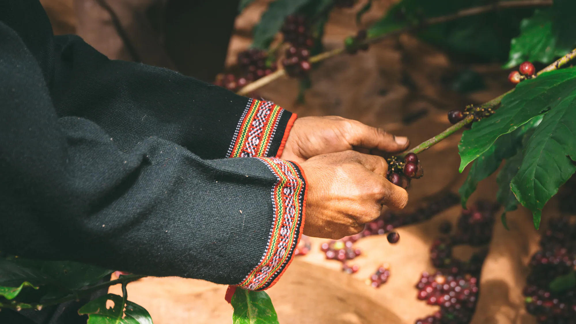 A coffee farmer harvesting ripe coffee cherries by hand
