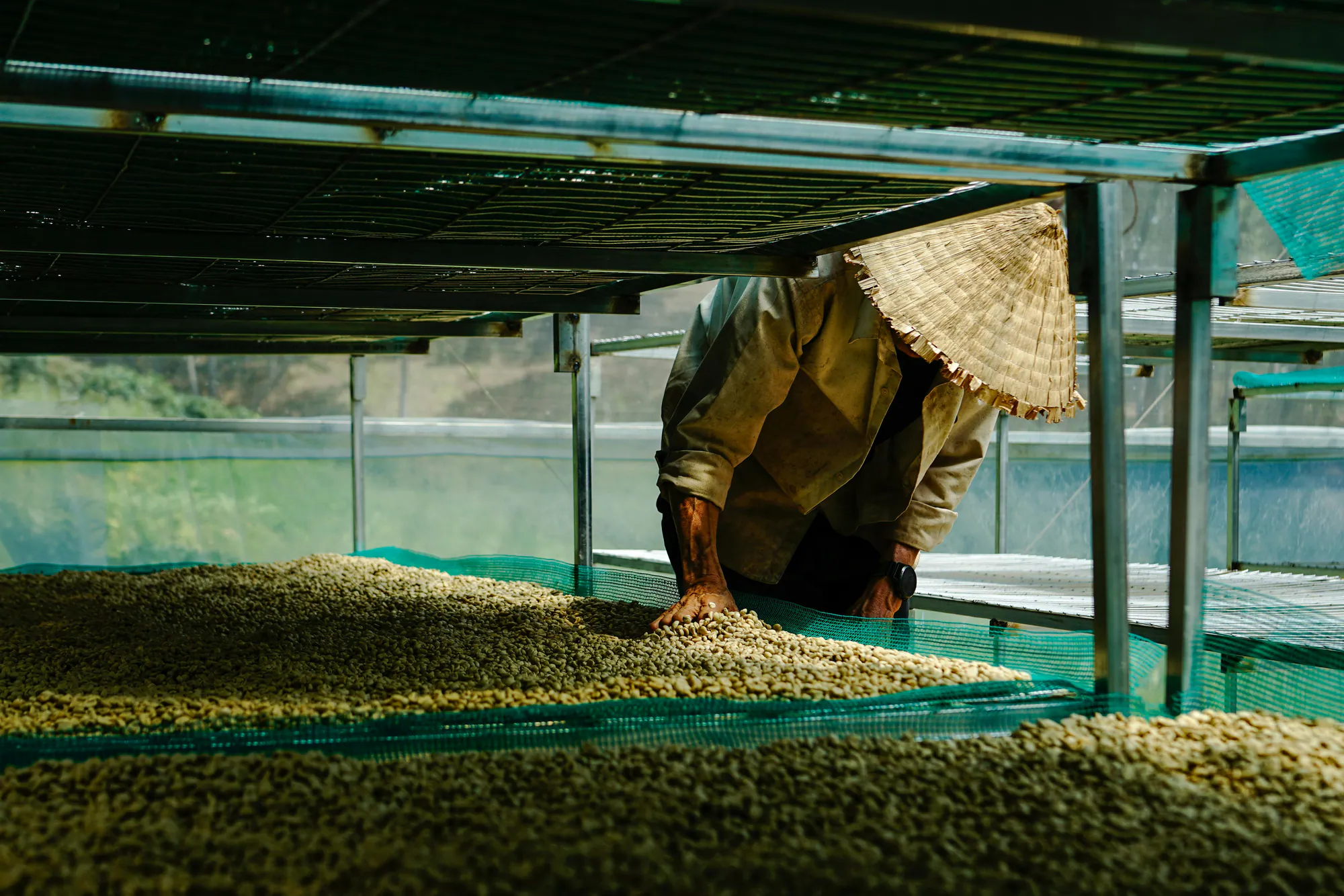 Coffee producer tending beans on raised drying beds
