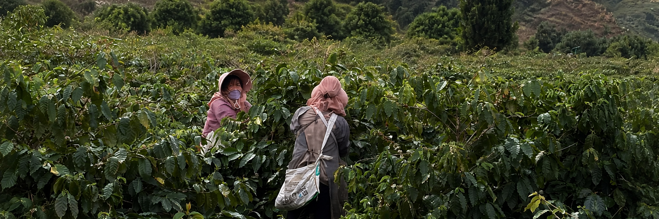 Coffee producers standing together in Yunnan